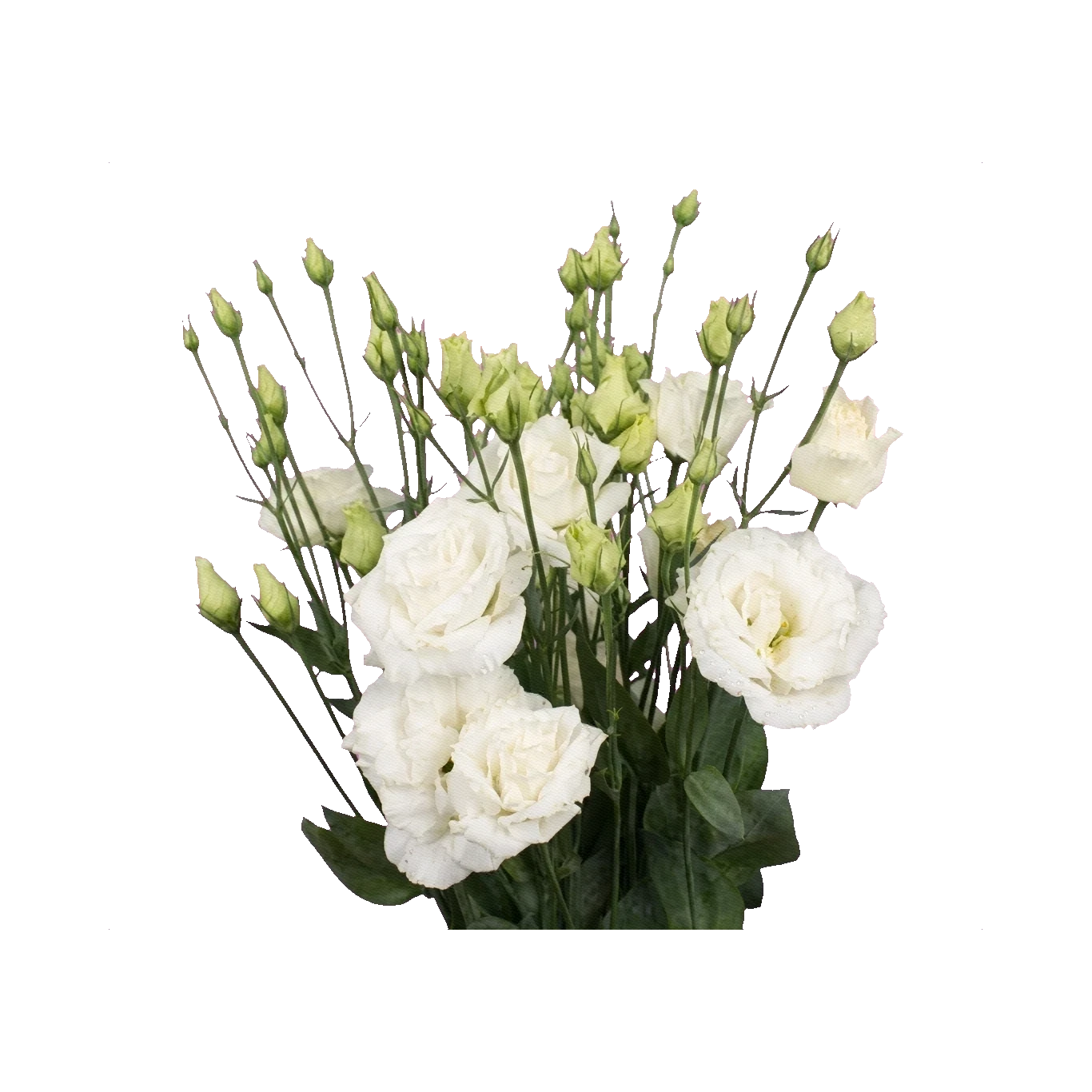 Lisianthus Arosa White