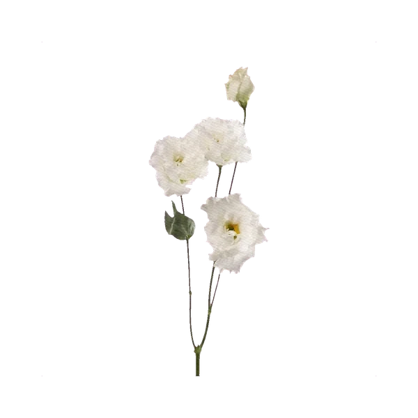 Lisianthus Celeb Crystal