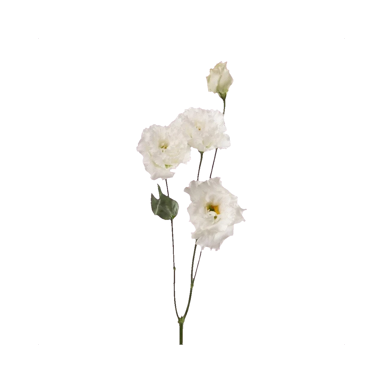 Lisianthus Celeb Crystal