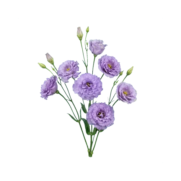 Lisianthus Corelli Lavender