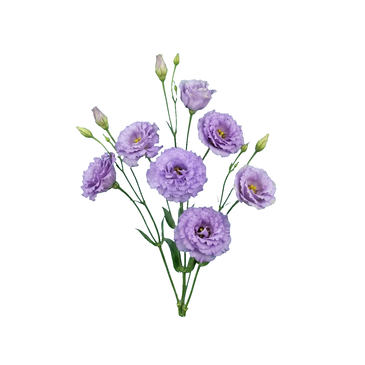 Lisianthus Corelli Lavender