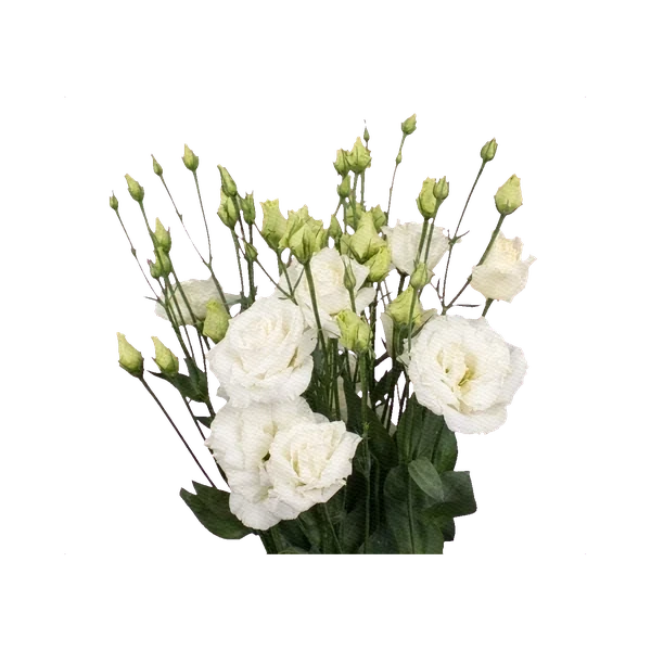 Lisianthus Flamenco White