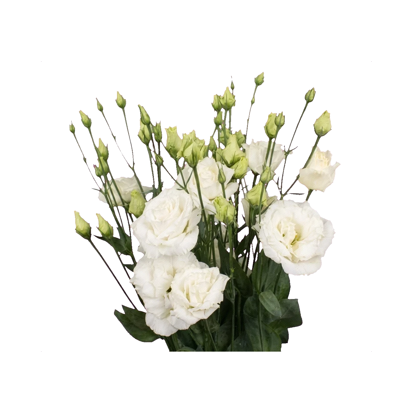 Lisianthus Flamenco White