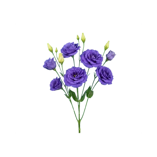 Lisianthus Mariachi Blue