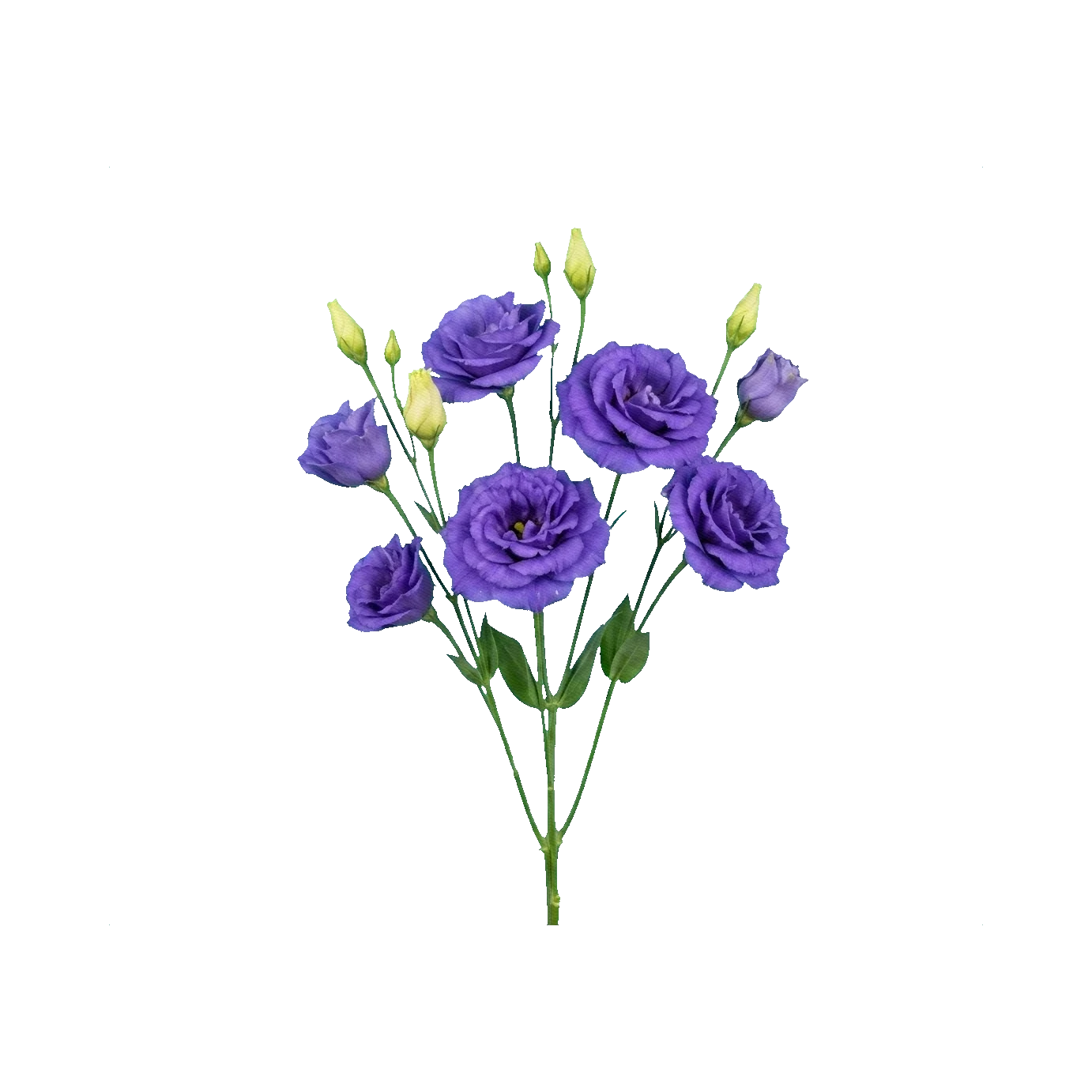 Lisianthus Mariachi Blue