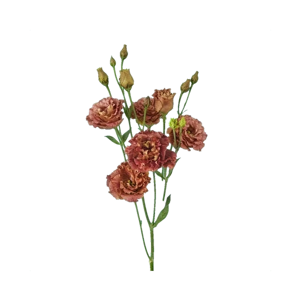 Lisianthus Rosanne Deep Brown