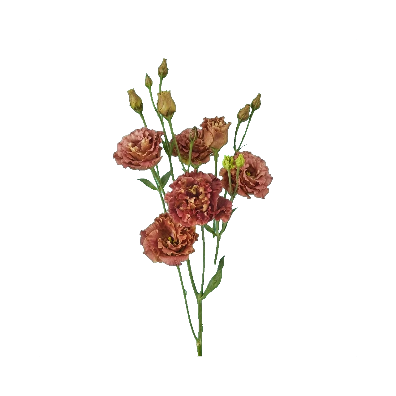Lisianthus Rosanne Deep Brown