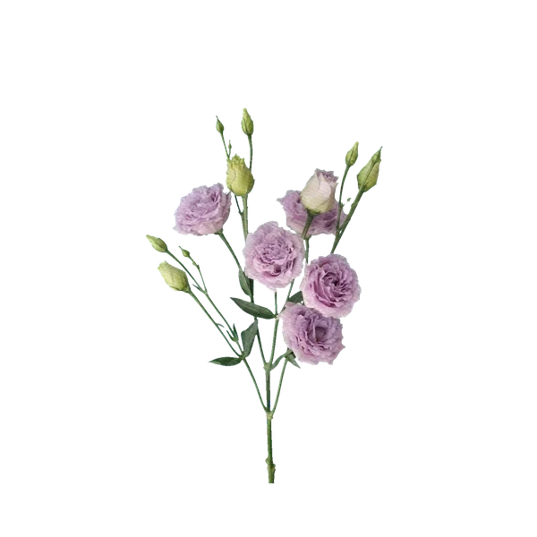 Lisianthus Rosanne Lavender