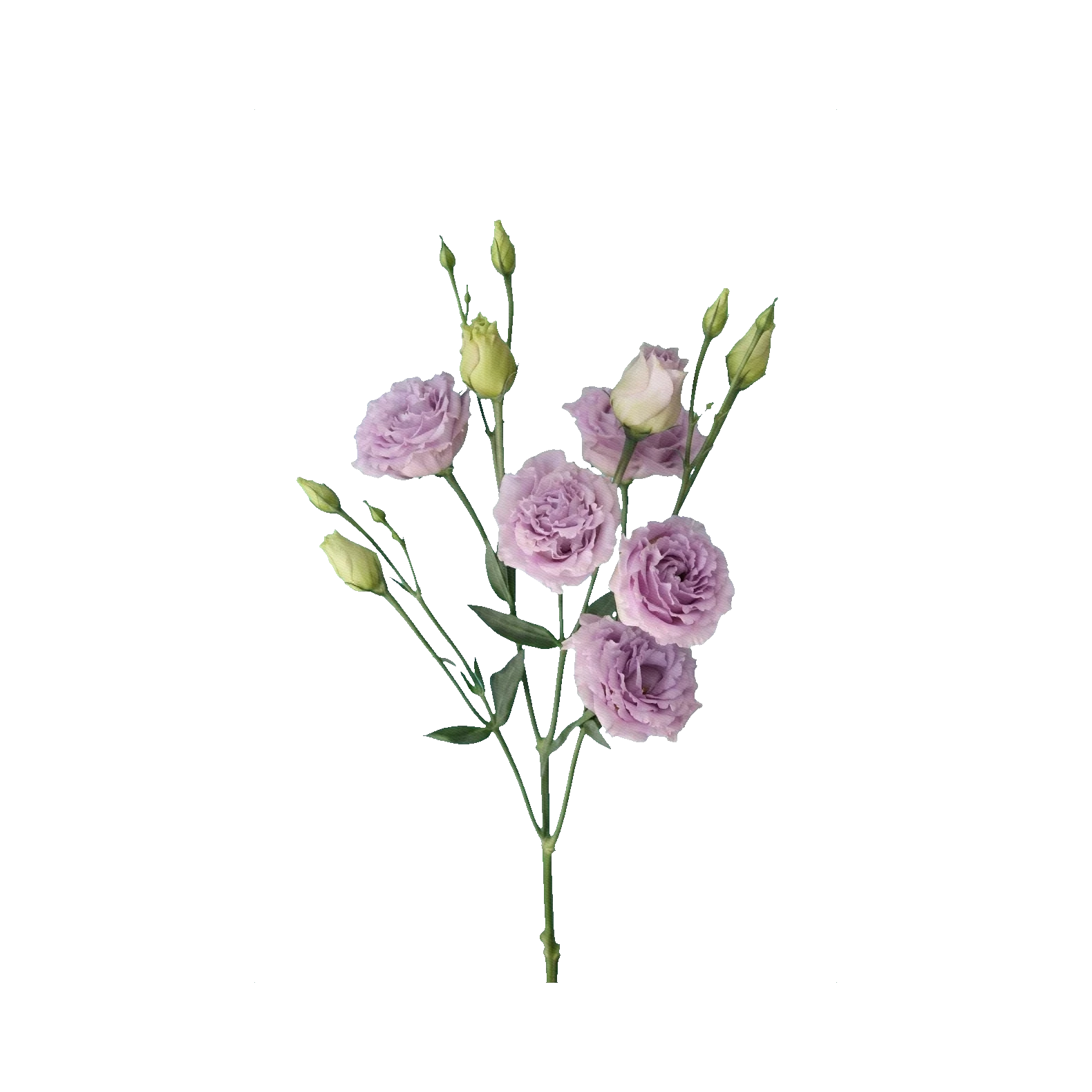 Lisianthus Rosanne Lavender