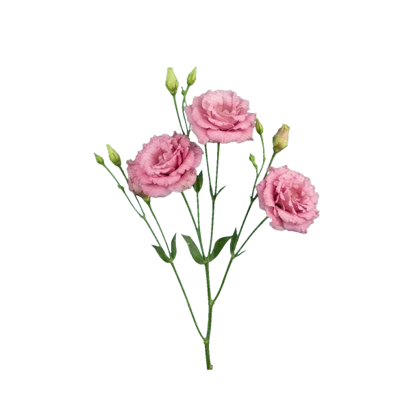 Lisianthus Rosanne Pink