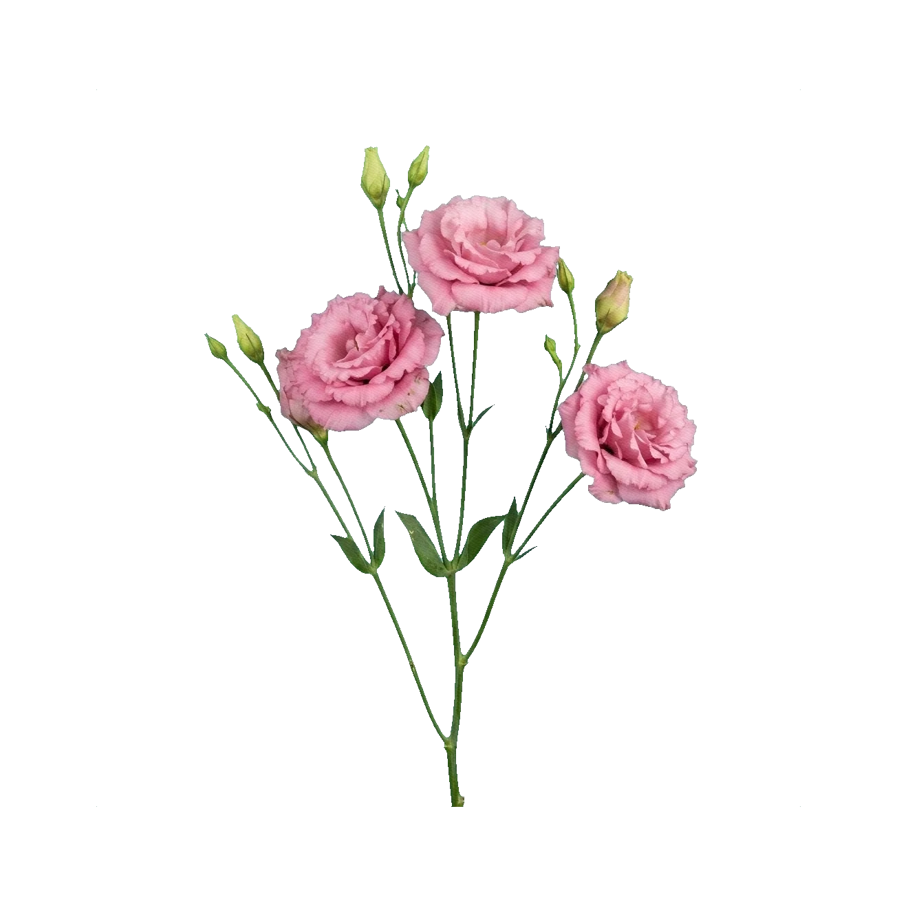 Lisianthus Rosanne Pink