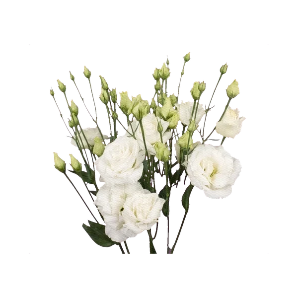 Lisianthus Rosanne White