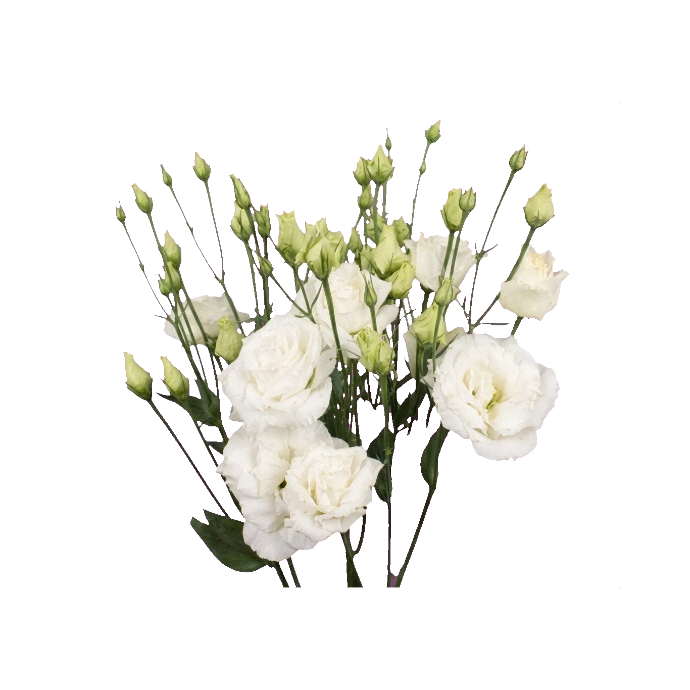 Lisianthus Rosanne White