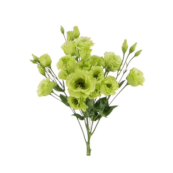Lisianthus Roseanne Green
