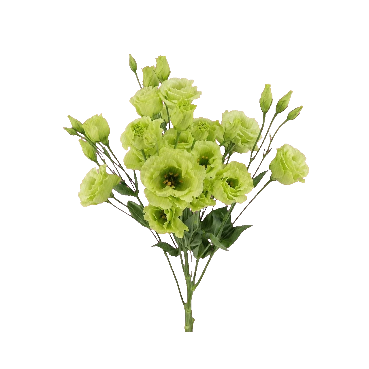 Lisianthus Roseanne Green