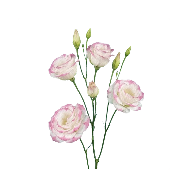 Lisianthus Rosita Pink Picotee