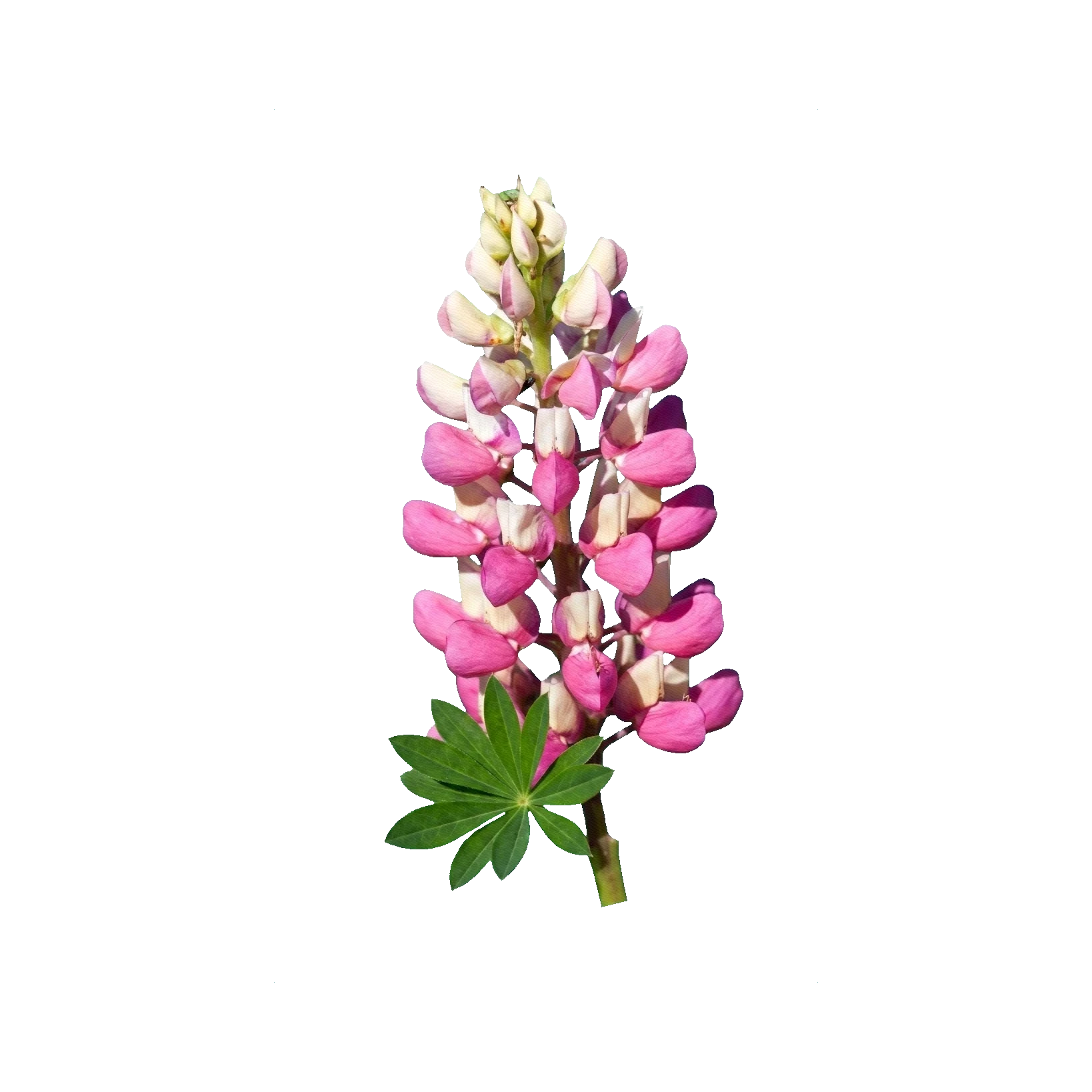 Lupin