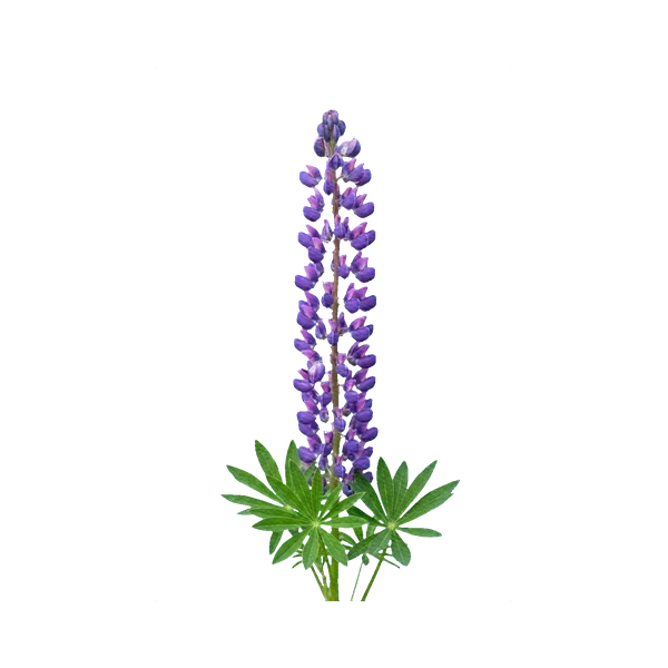 Lupin blue