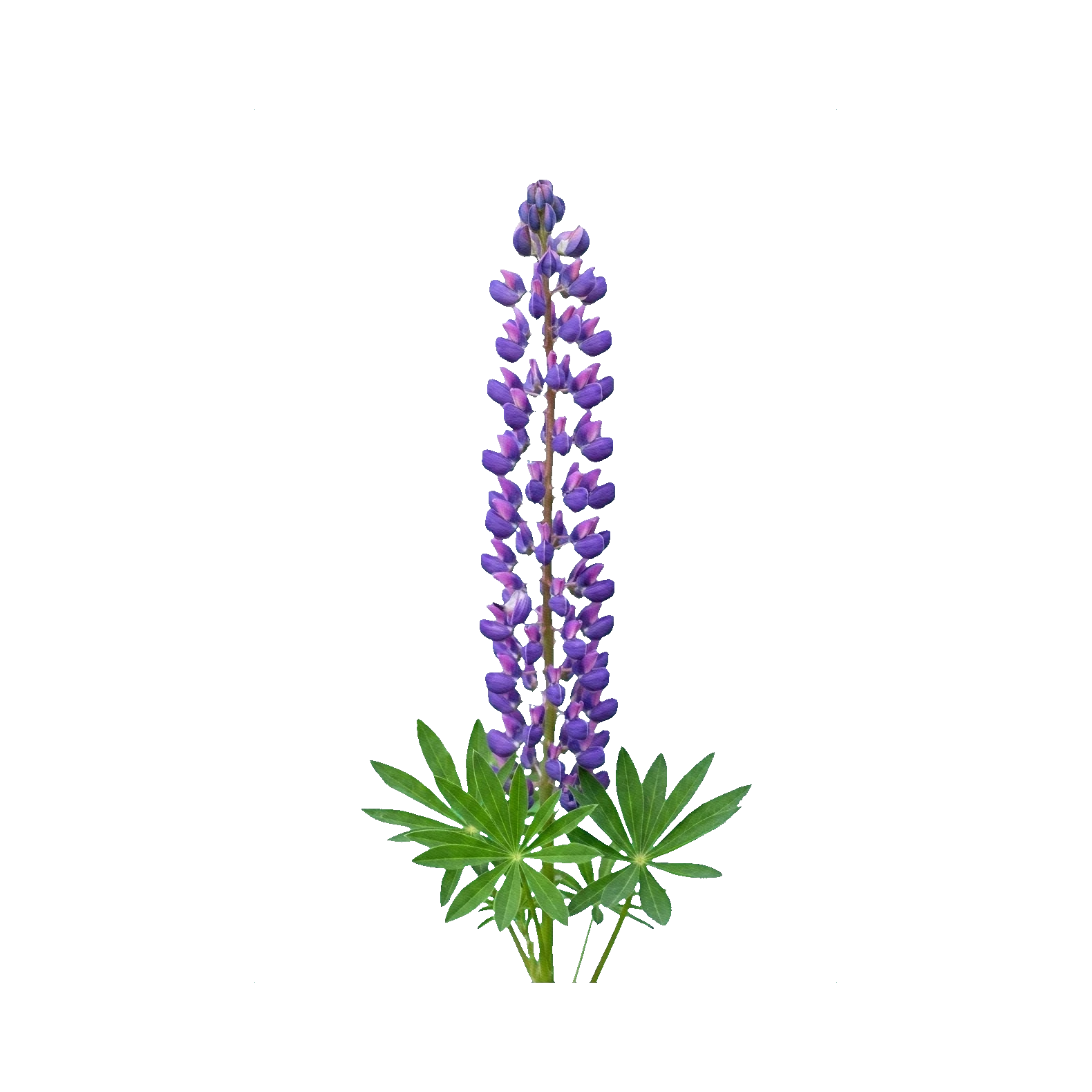 Lupin blue