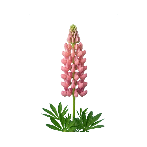 Lupin pink