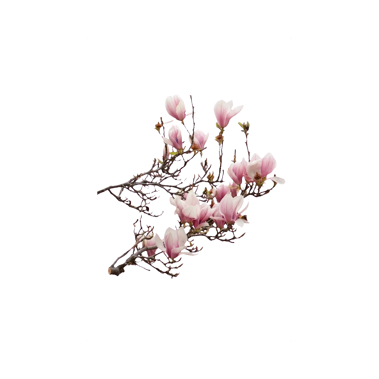 Magnolia branch