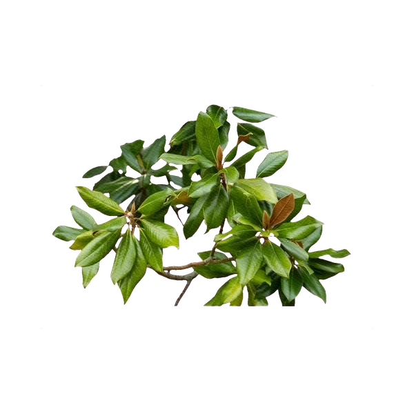 Magnolia leaves