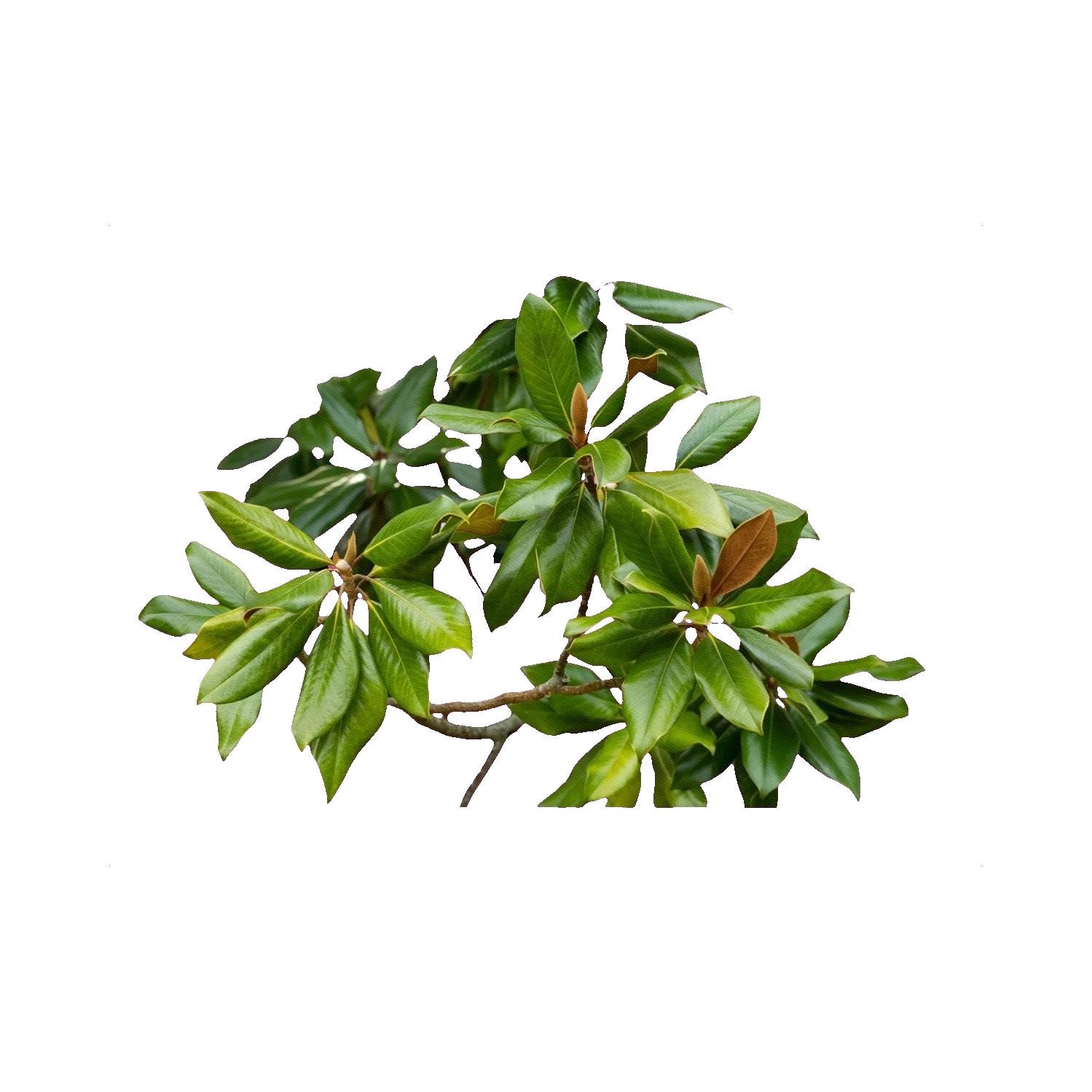 Magnolia leaves