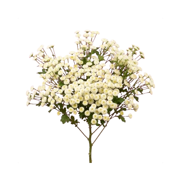 Feverfew Matricaria Snow Ball