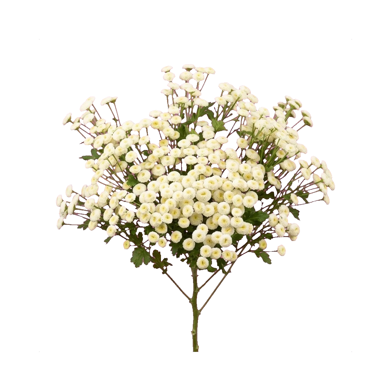 Feverfew Matricaria Snow Ball