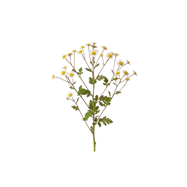 Matricaria Vegmo
