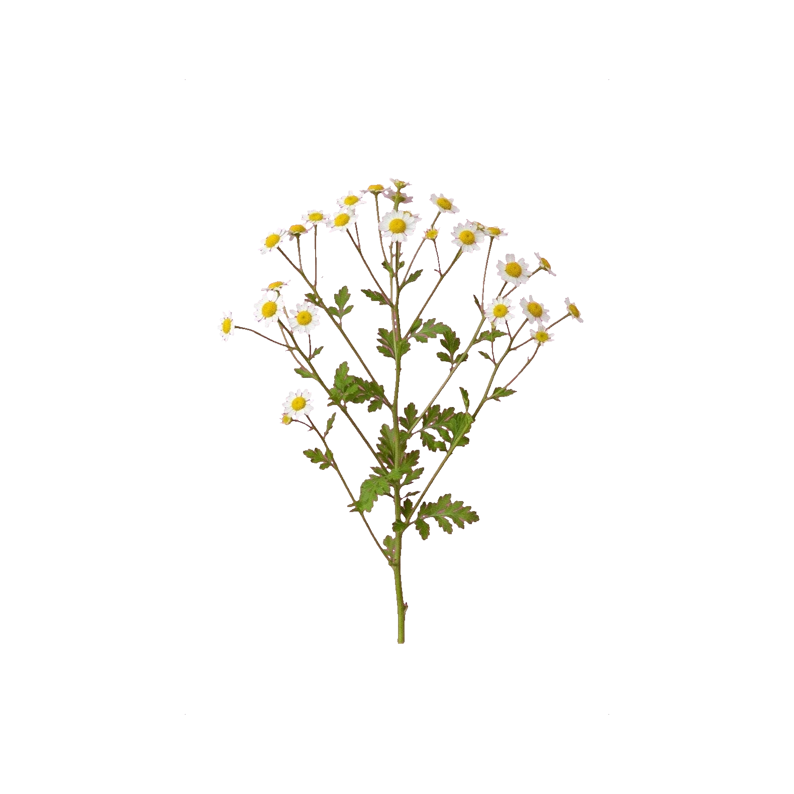 Feverfew