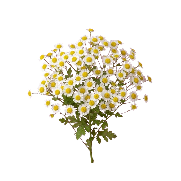 Matricaria Vegmo — in_bouquet