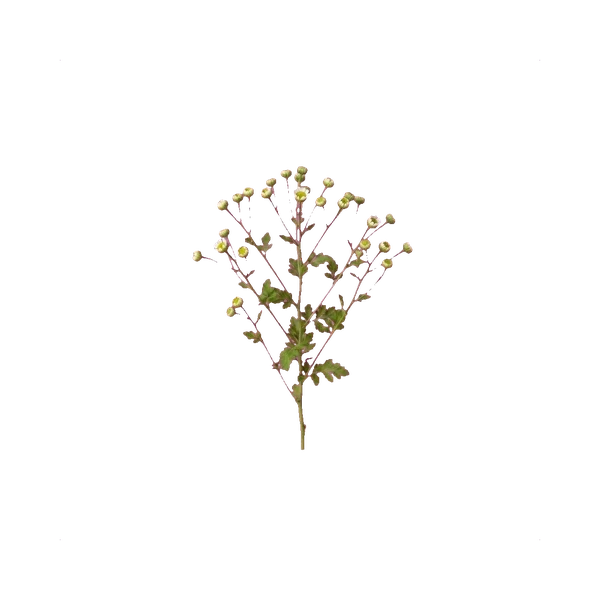 Matricaria Vegmo — in_bouquet
