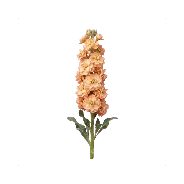 Matthiola Iron Apricot
