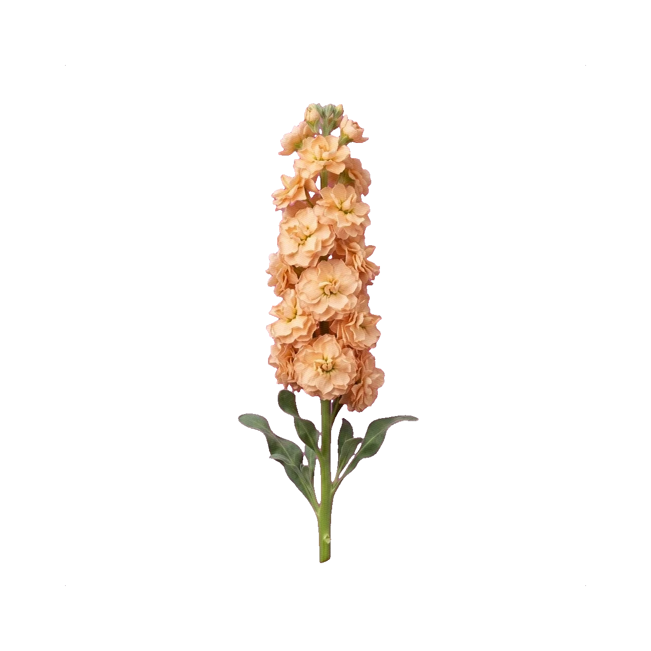 Matthiola Iron Apricot