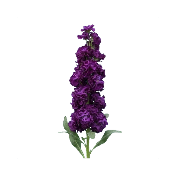 Matthiola Iron Deep Purple