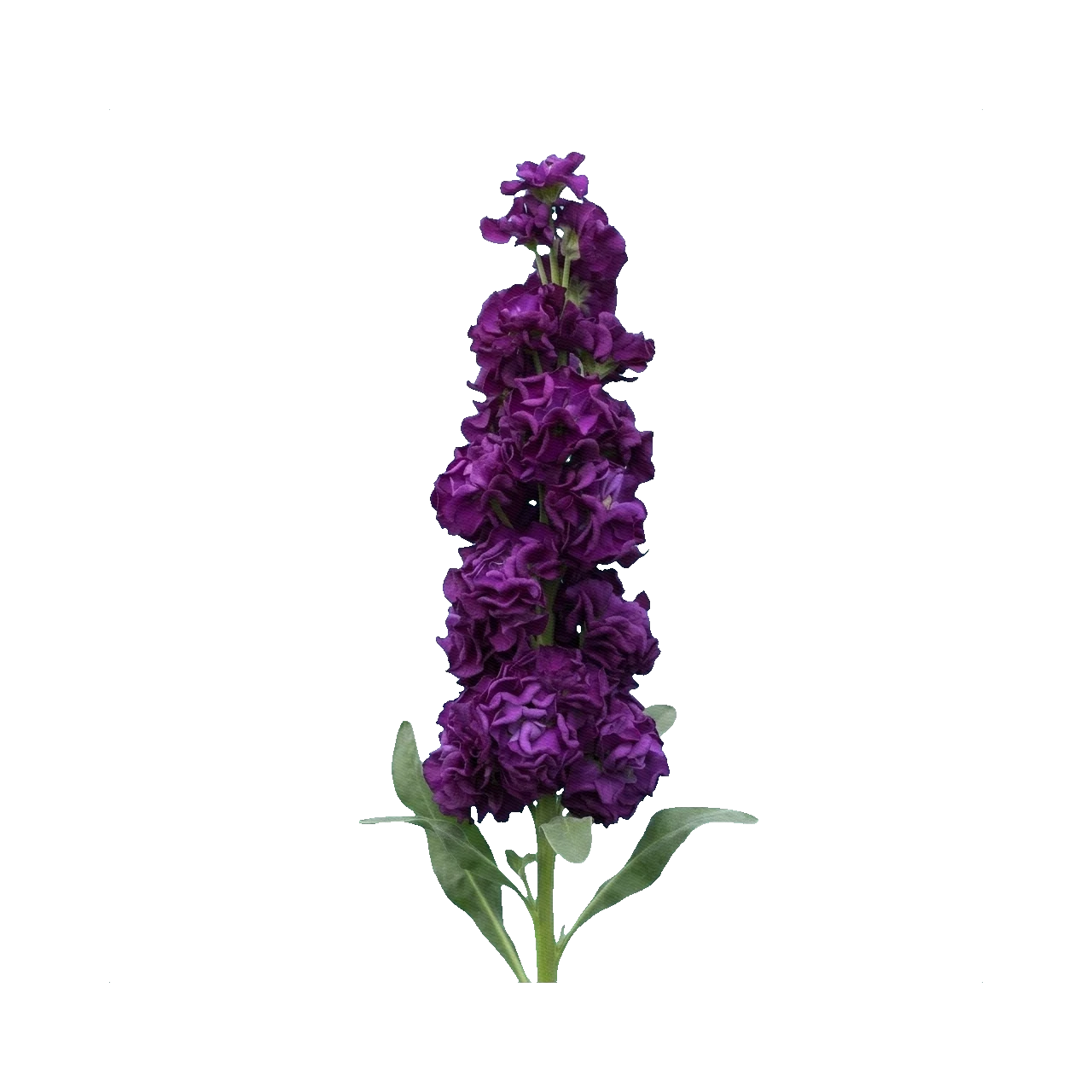 Matthiola Iron Deep Purple