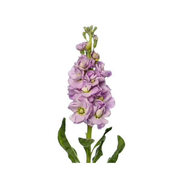 Matthiola Iron Lavender