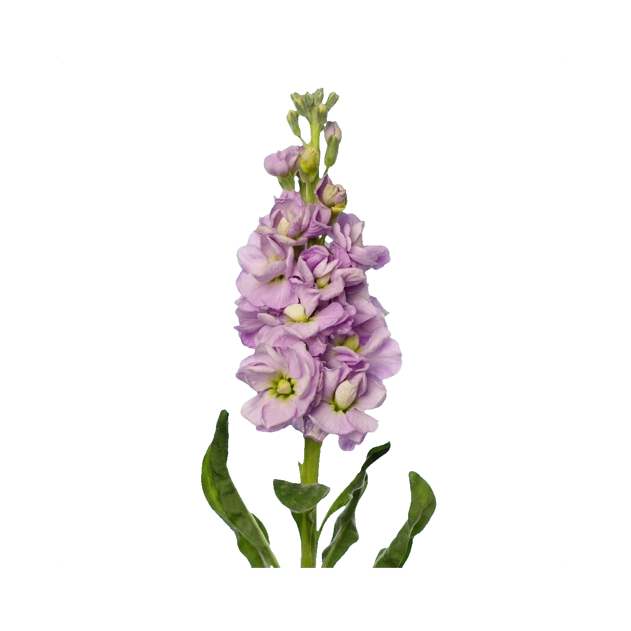 Matthiola Iron Lavender