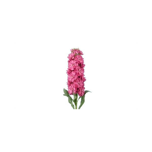 Matthiola Iron Rose