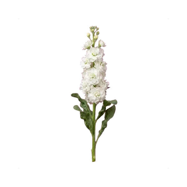 Matthiola Iron White