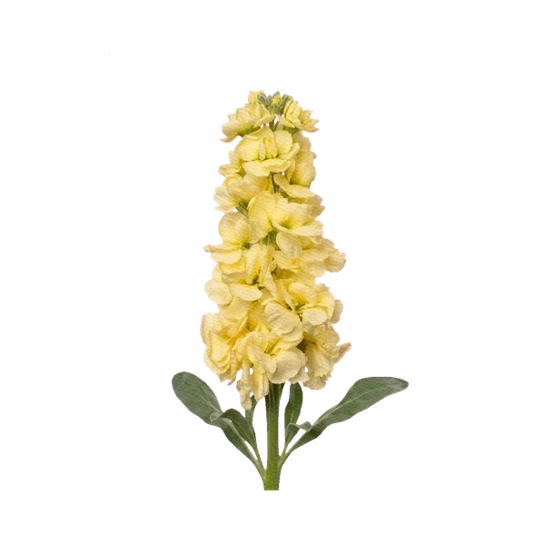 Matthiola Iron Yellow