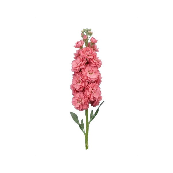 Matthiola single pink