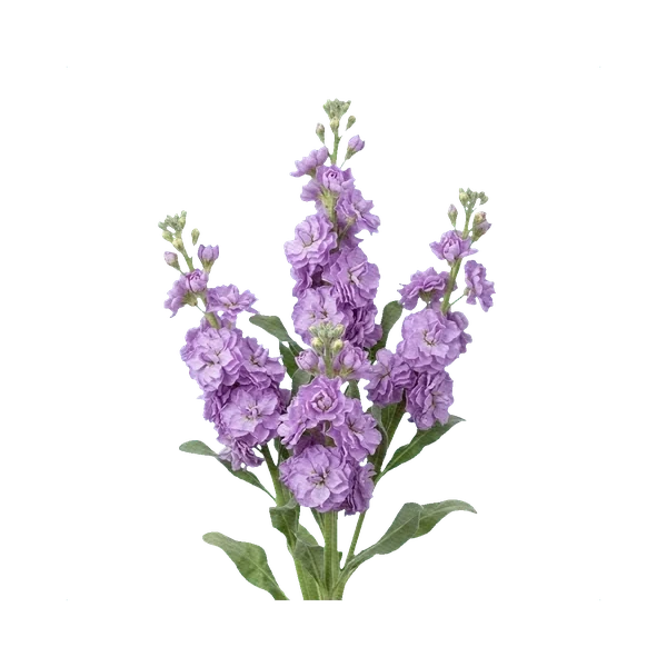 Matthiola spray lavender