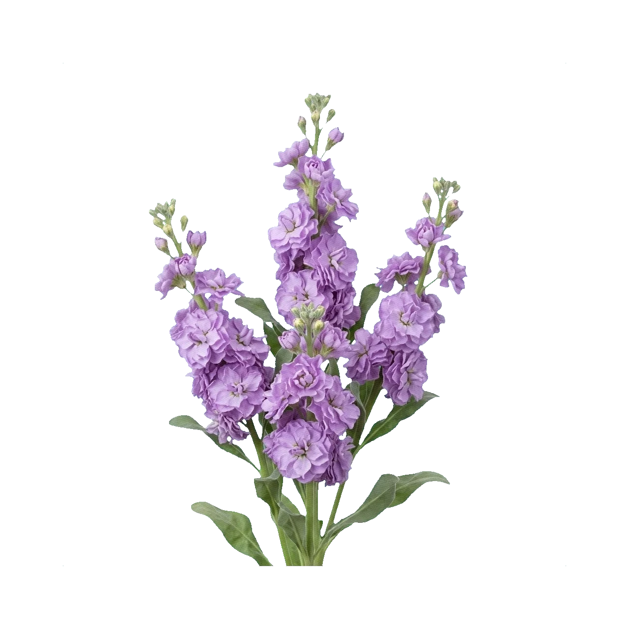 Matthiola spray lavender