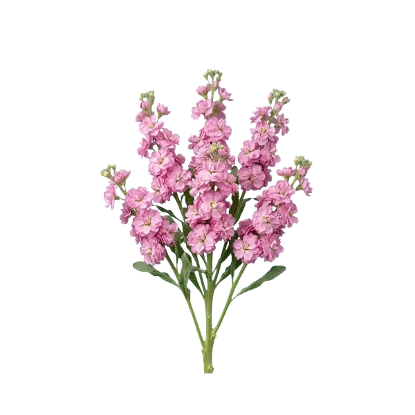 Matthiola spray pink