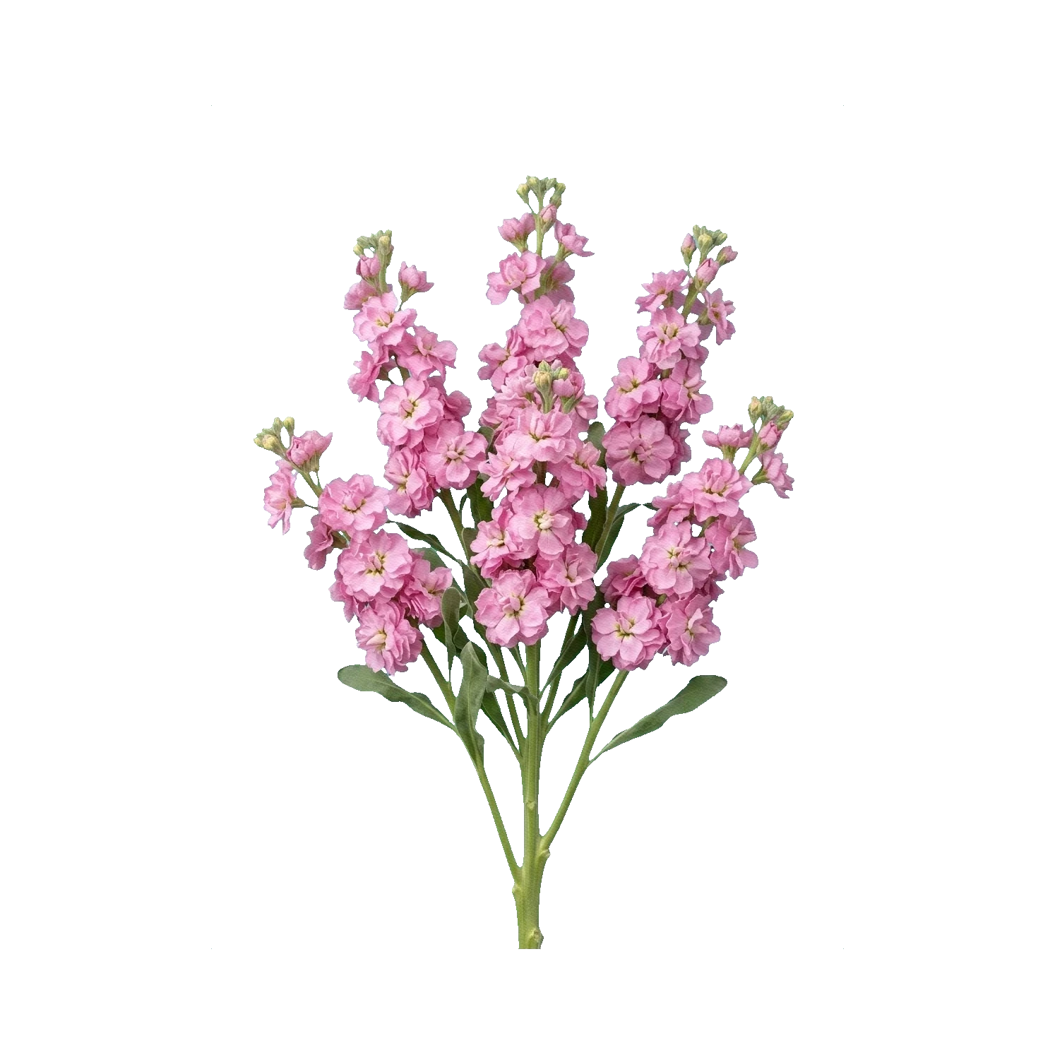 Matthiola spray pink