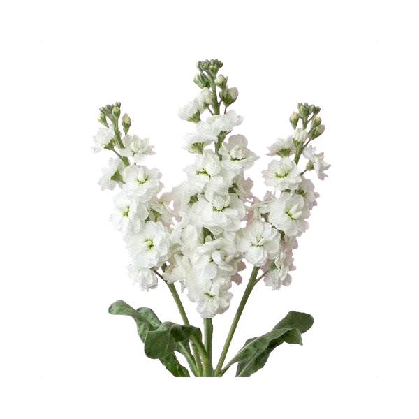 Matthiola spray white