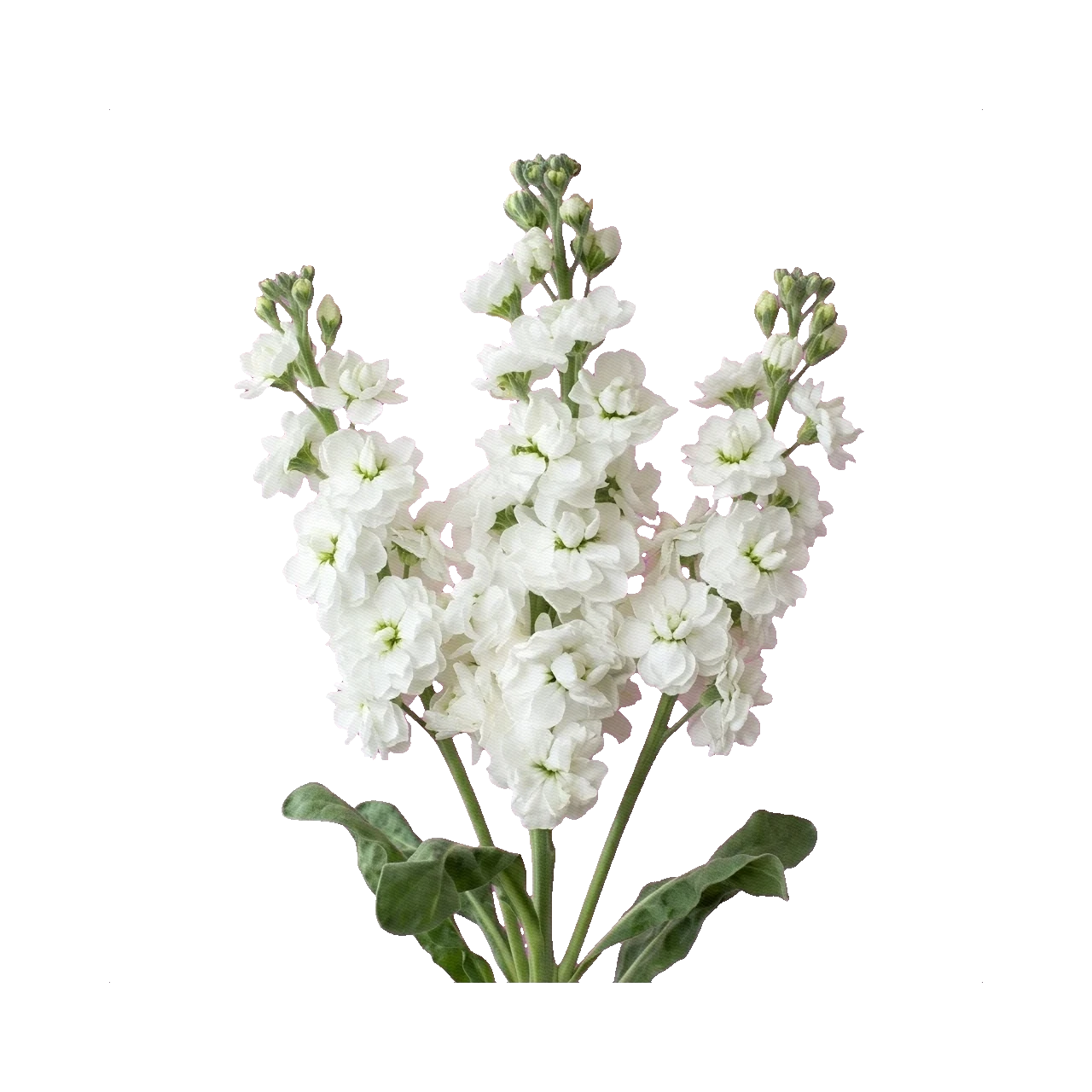 Matthiola spray white