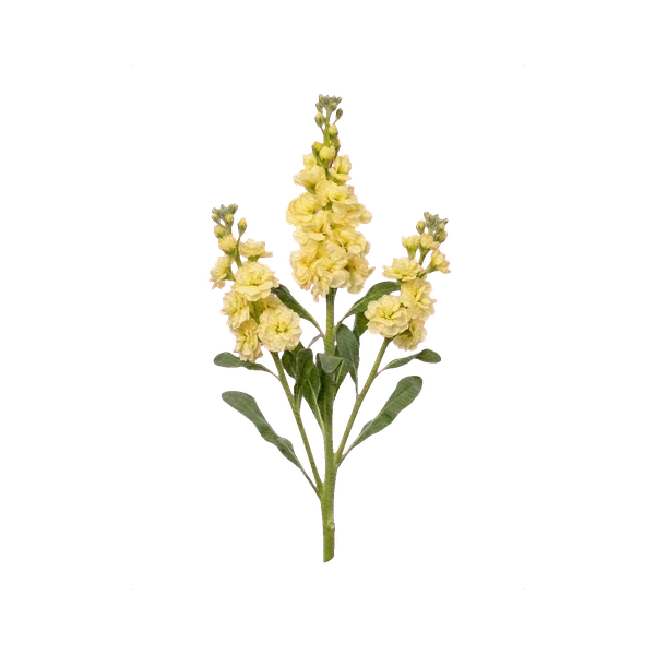 Matthiola spray yellow
